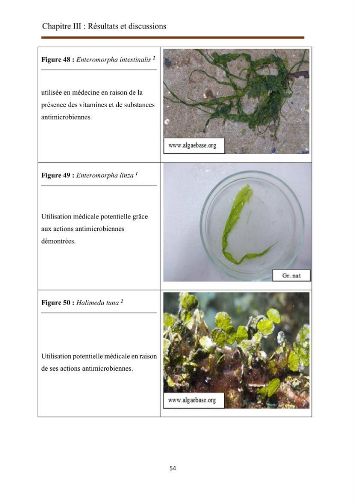 Actualisation de la taxonomie et de l\'inventaire des chlorobiontes des côtes Algériennes et mise en évidence des espèces aquacole