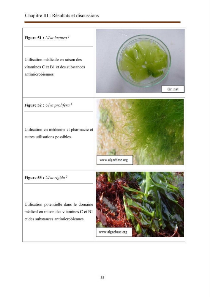 Actualisation de la taxonomie et de l\'inventaire des chlorobiontes des côtes Algériennes et mise en évidence des espèces aquacole