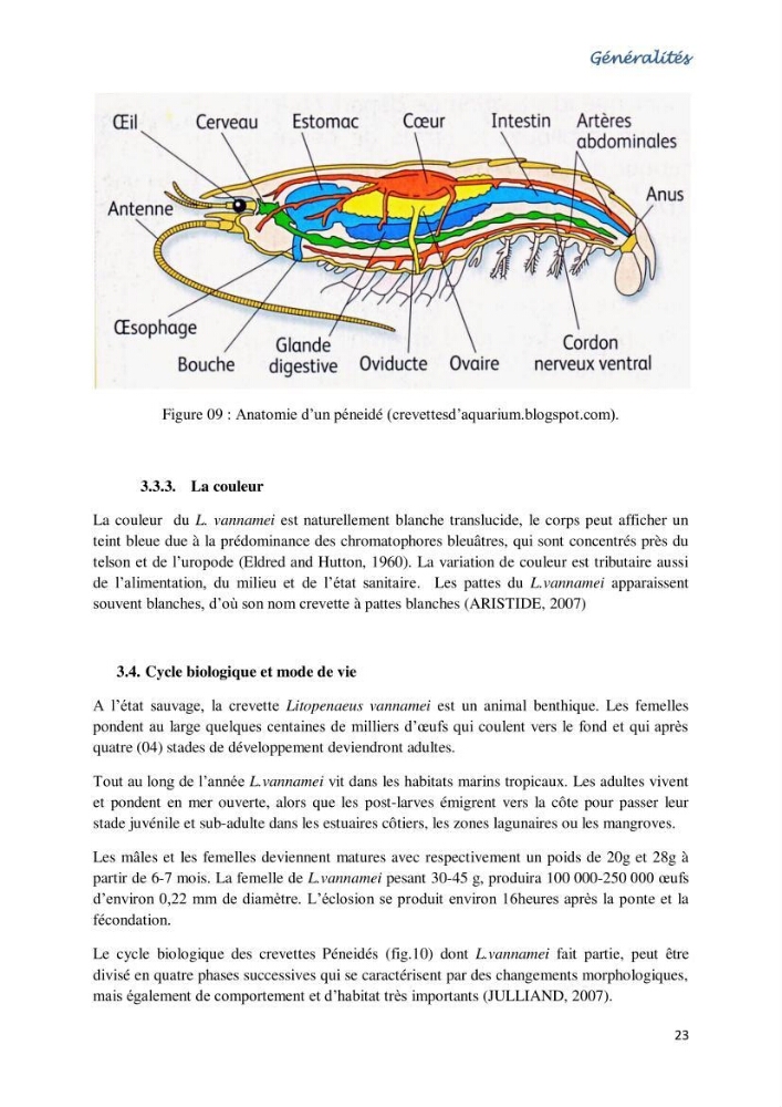 Caracterisation de l\'elevage de la crevette Litopenaeus vannamei ( boone,1931) Ferme Pilote la marsa (Skikda):