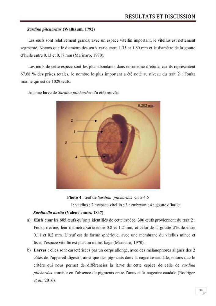 Contribution à l\'étude des oeufs et des larves des poissons téléostéens au niveau de la zone centre algérienne: