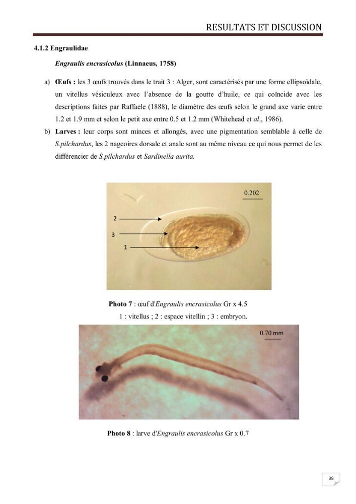 Contribution à l\'étude des oeufs et des larves des poissons téléostéens au niveau de la zone centre algérienne: