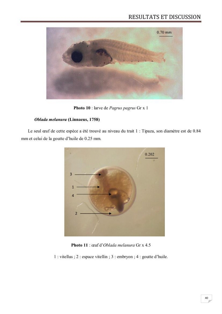 Contribution à l\'étude des oeufs et des larves des poissons téléostéens au niveau de la zone centre algérienne: