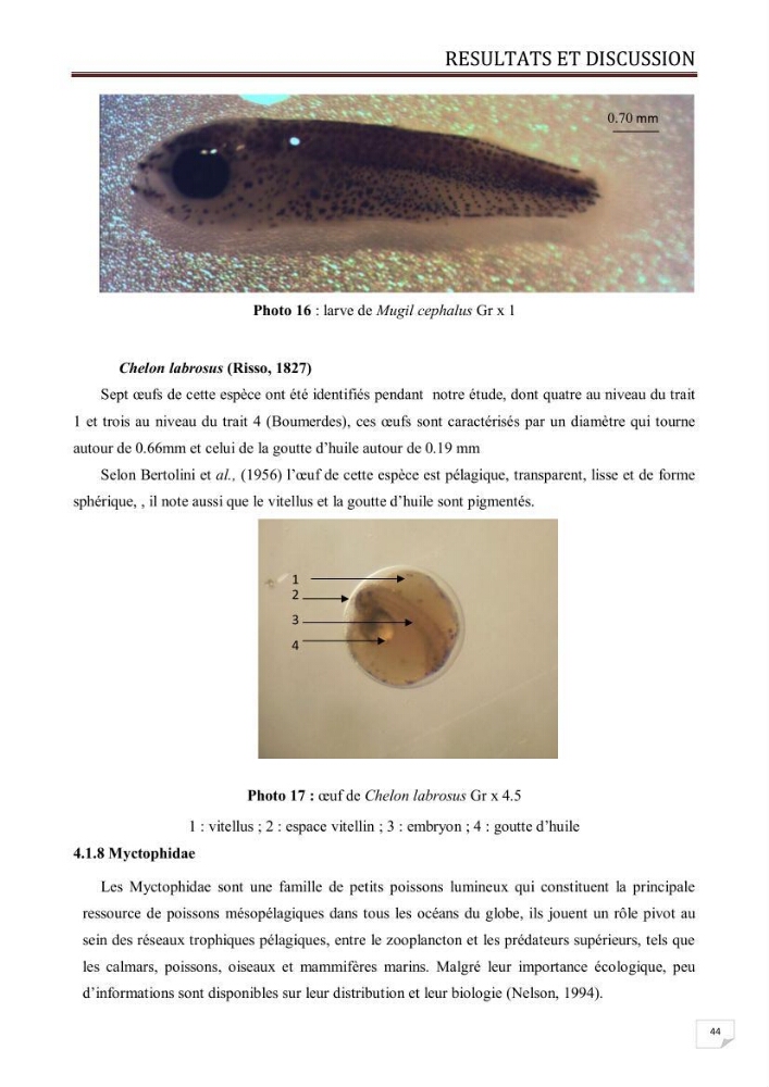 Contribution à l\'étude des oeufs et des larves des poissons téléostéens au niveau de la zone centre algérienne: