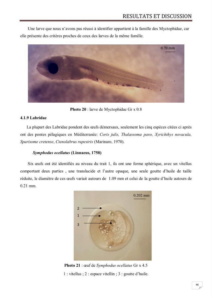 Contribution à l\'étude des oeufs et des larves des poissons téléostéens au niveau de la zone centre algérienne: