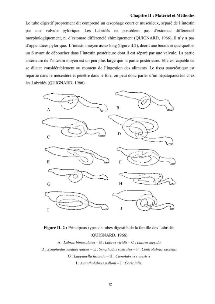 Contribution à l’étude comparative des stratégies alimentaires de cinq espèces de Labridae (Téléostéens, Perciformes) du bassin algérien.