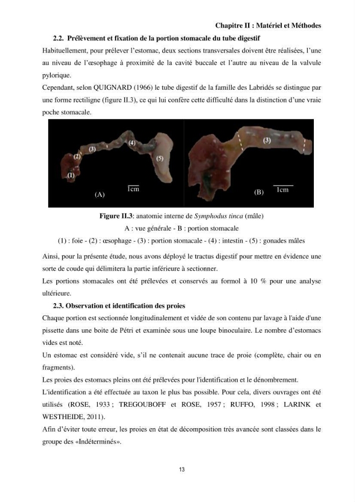 Contribution à l’étude comparative des stratégies alimentaires de cinq espèces de Labridae (Téléostéens, Perciformes) du bassin algérien.