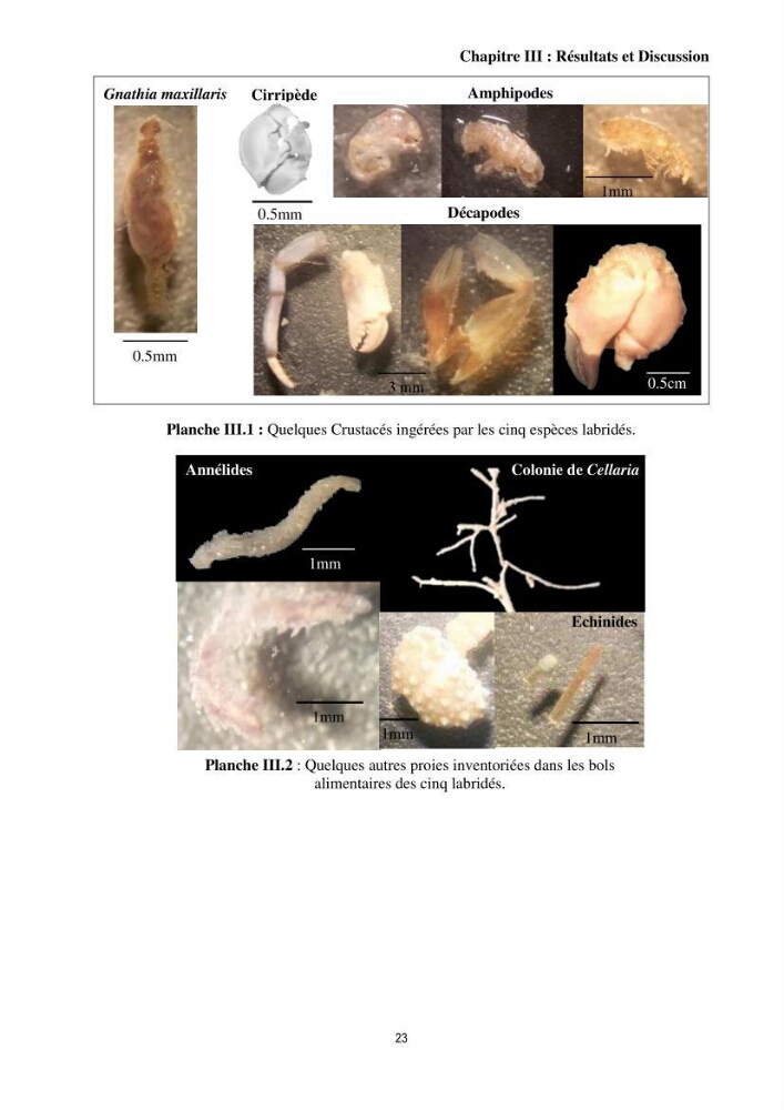 Contribution à l’étude comparative des stratégies alimentaires de cinq espèces de Labridae (Téléostéens, Perciformes) du bassin algérien.