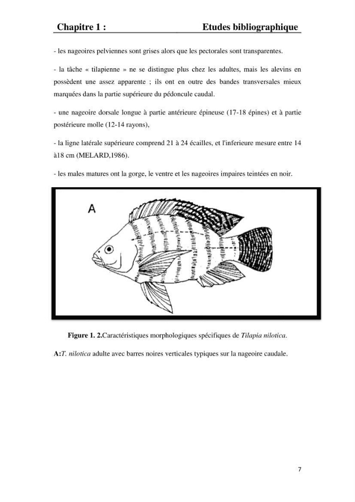 Etude comparative d\'un aliment commercial distribué en poudre et en granulé au cour de l\'élevage du tilapia du Nil ( tilapia nilotica)