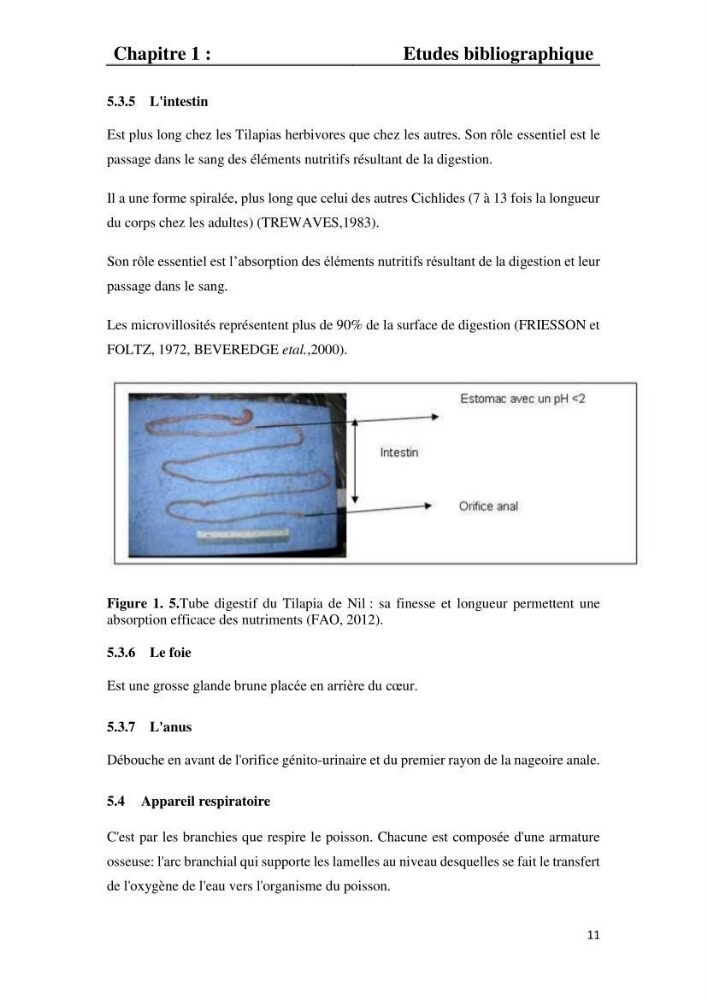Etude comparative d\'un aliment commercial distribué en poudre et en granulé au cour de l\'élevage du tilapia du Nil ( tilapia nilotica)