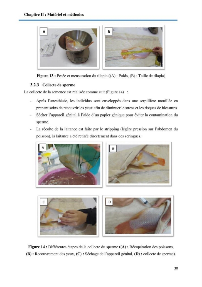 Caracterisation de la qualité du sperme chez les poissons