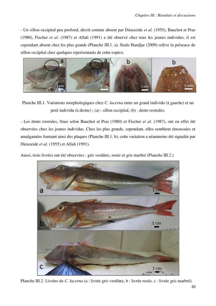 Contribution à l’étude de la systématique de la famille des Triglidae (Ostéichtyens, Actinoptérygiens) du bassin algérien