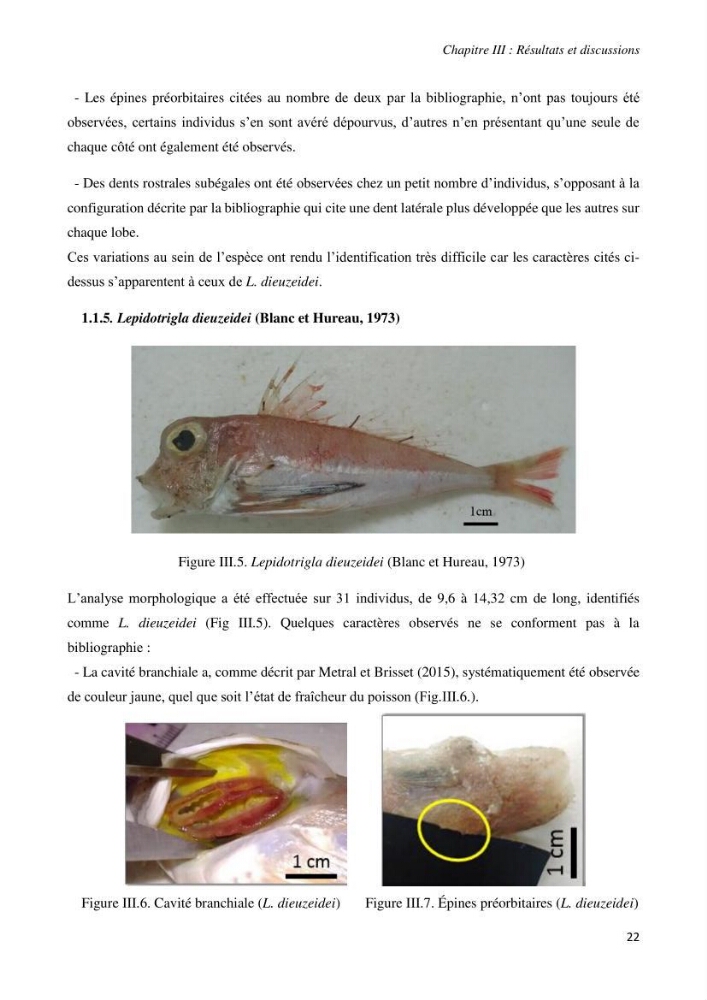 Contribution à l’étude de la systématique de la famille des Triglidae (Ostéichtyens, Actinoptérygiens) du bassin algérien