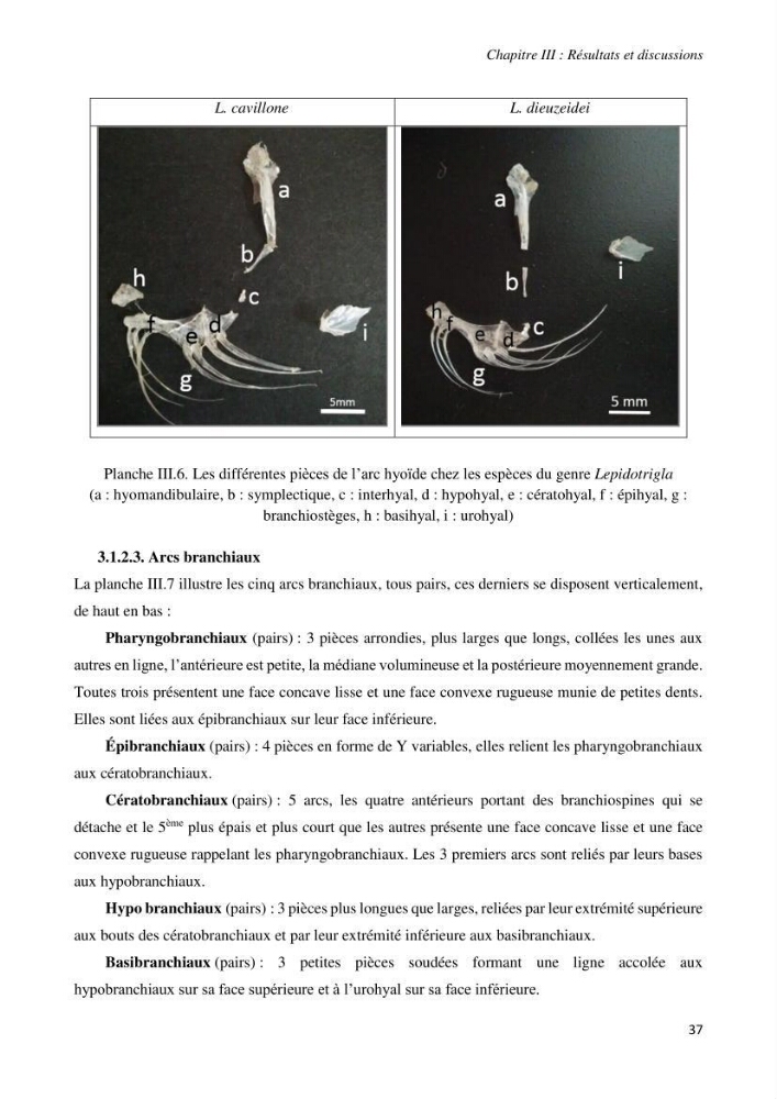 Contribution à l’étude de la systématique de la famille des Triglidae (Ostéichtyens, Actinoptérygiens) du bassin algérien