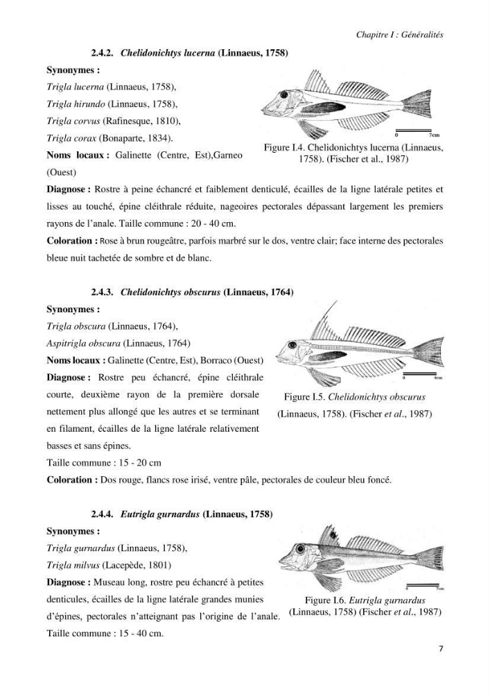 Contribution à l’étude de la systématique de la famille des Triglidae (Ostéichtyens, Actinoptérygiens) du bassin algérien