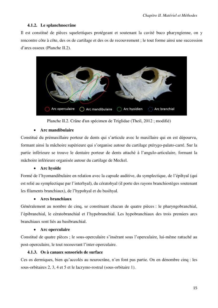 Contribution à l’étude de la systématique de la famille des Triglidae (Ostéichtyens, Actinoptérygiens) du bassin algérien