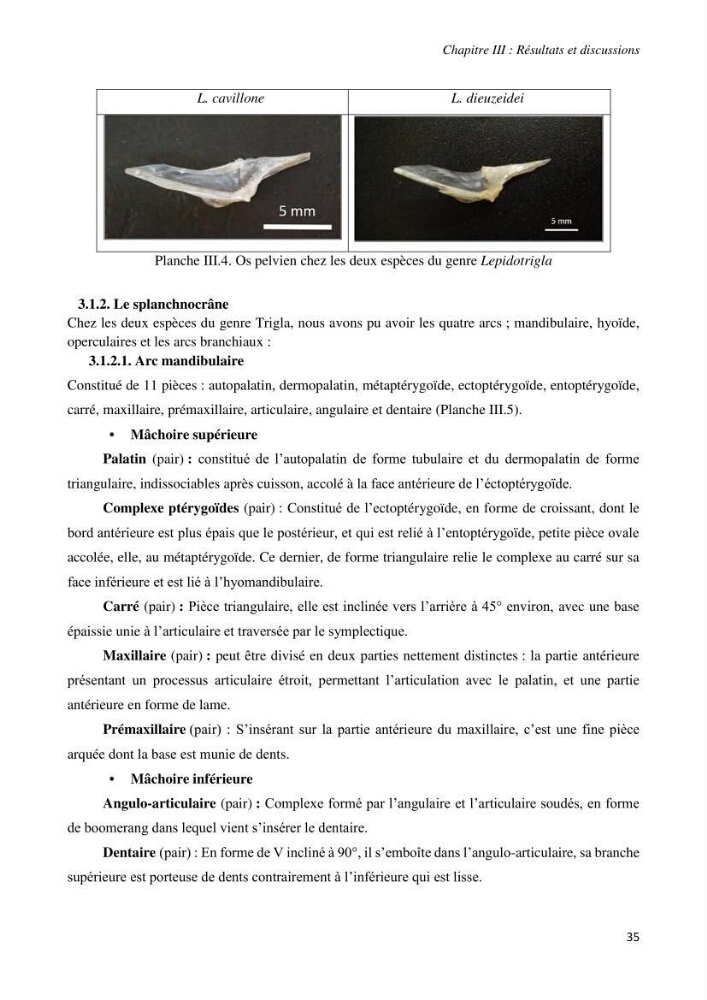 Contribution à l’étude de la systématique de la famille des Triglidae (Ostéichtyens, Actinoptérygiens) du bassin algérien