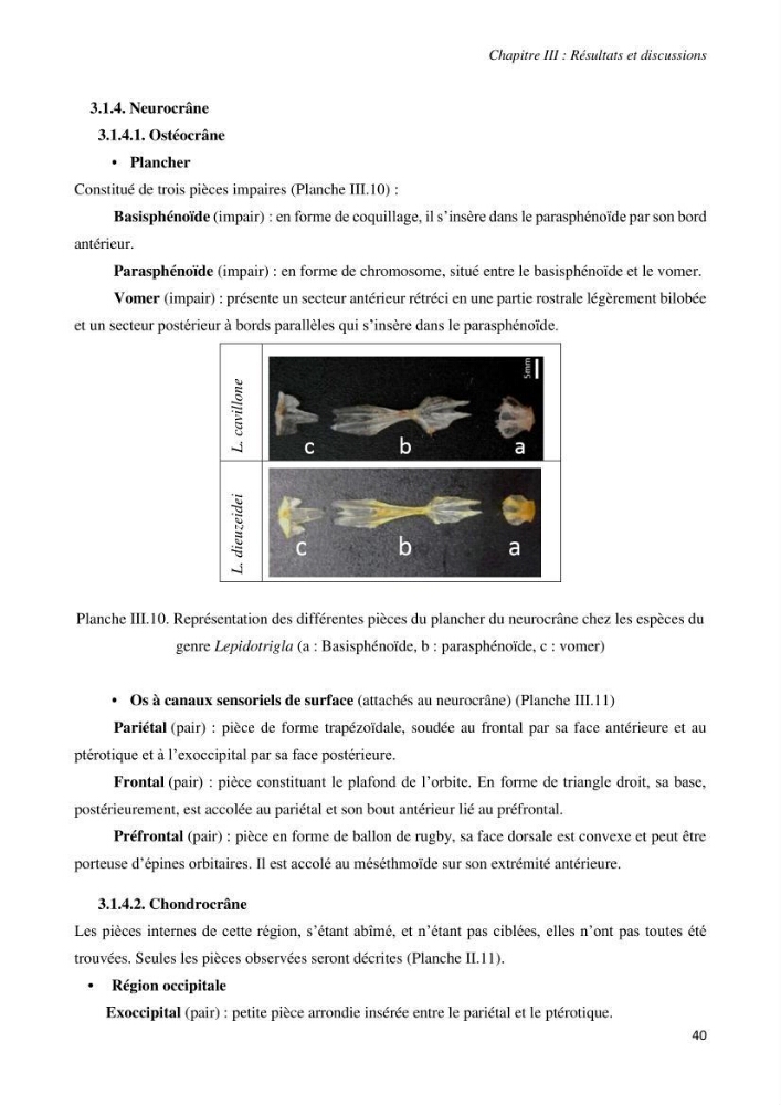 Contribution à l’étude de la systématique de la famille des Triglidae (Ostéichtyens, Actinoptérygiens) du bassin algérien