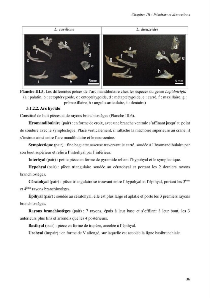 Contribution à l’étude de la systématique de la famille des Triglidae (Ostéichtyens, Actinoptérygiens) du bassin algérien