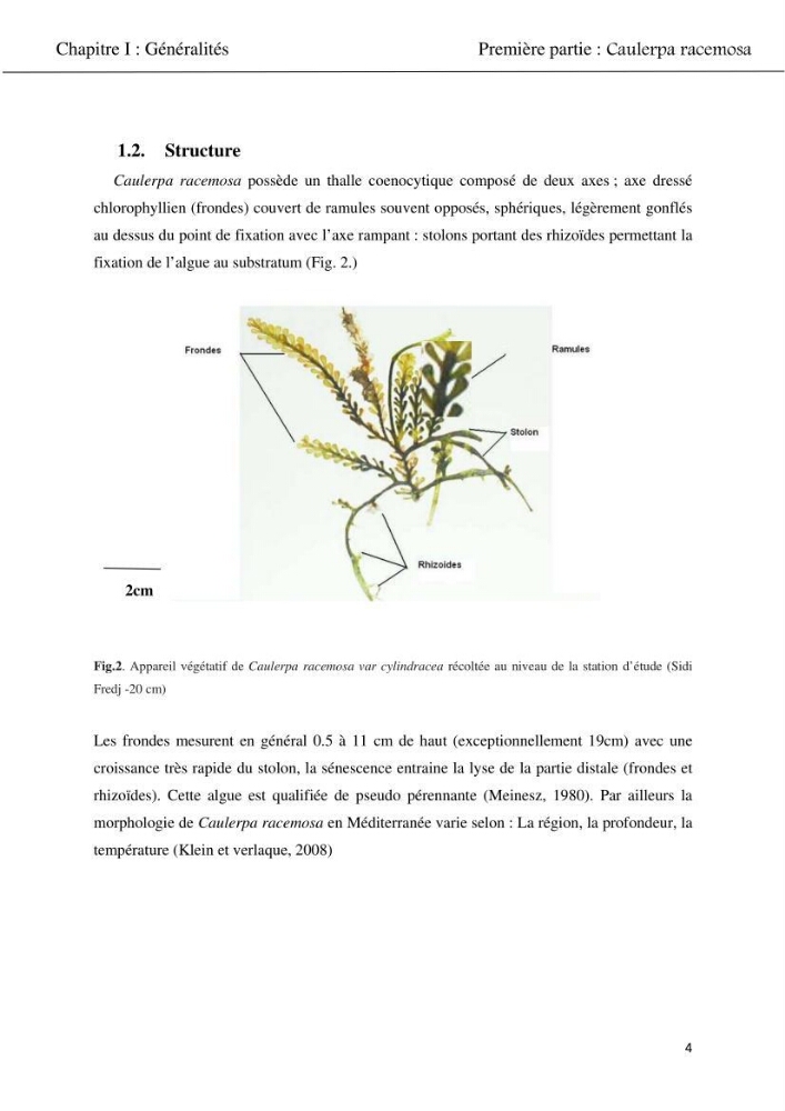 Etude d\'une chlorobionte caulerpale