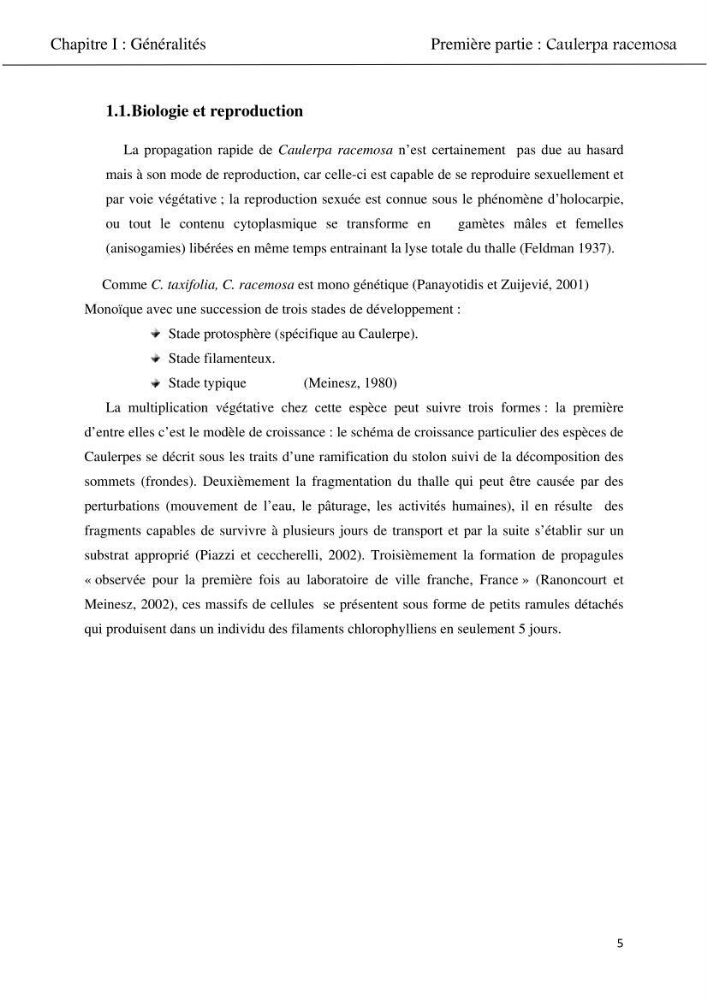 Etude d\'une chlorobionte caulerpale