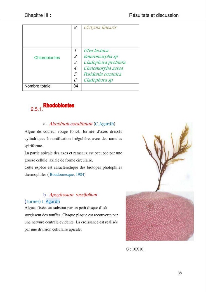 Etude d\'une chlorobionte caulerpale