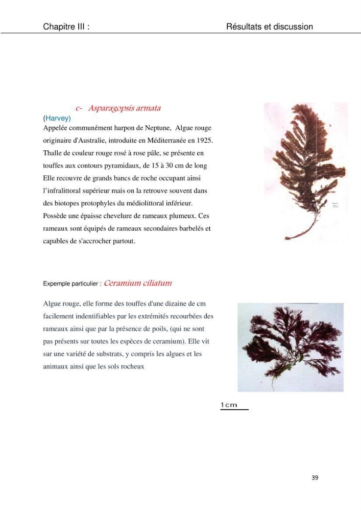 Etude d\'une chlorobionte caulerpale