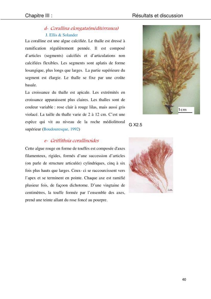 Etude d\'une chlorobionte caulerpale