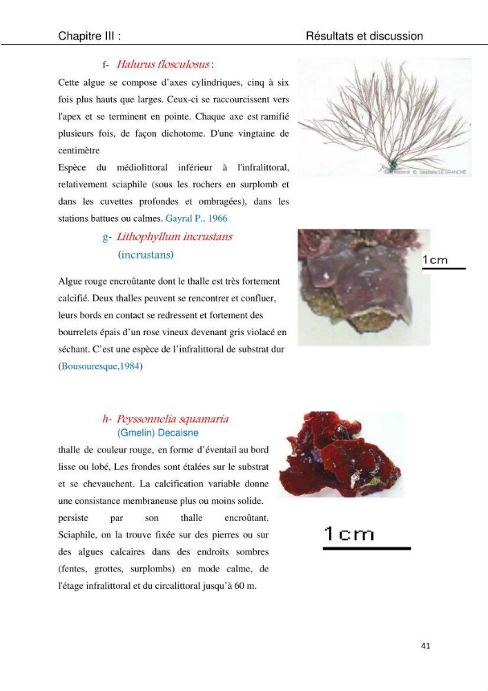 Etude d\'une chlorobionte caulerpale