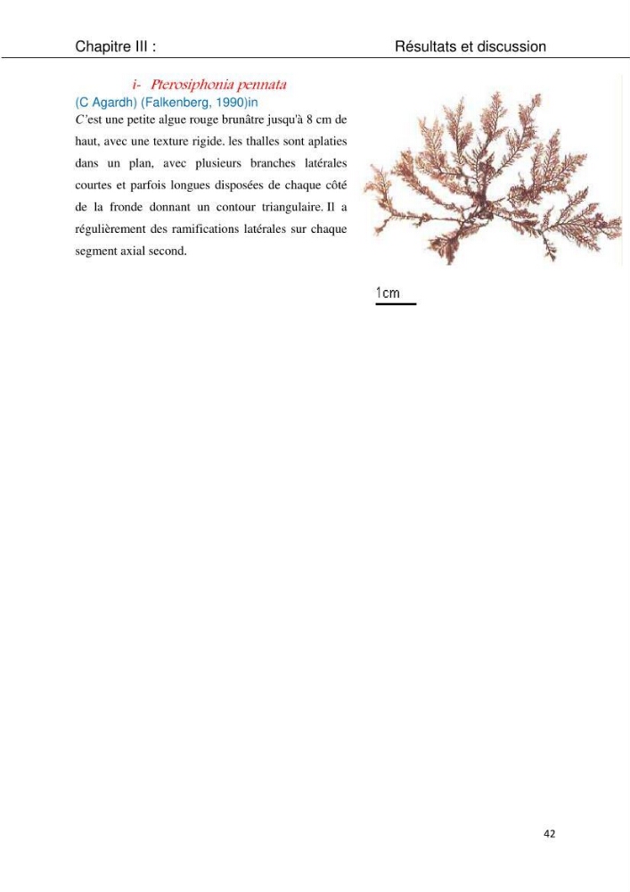 Etude d\'une chlorobionte caulerpale