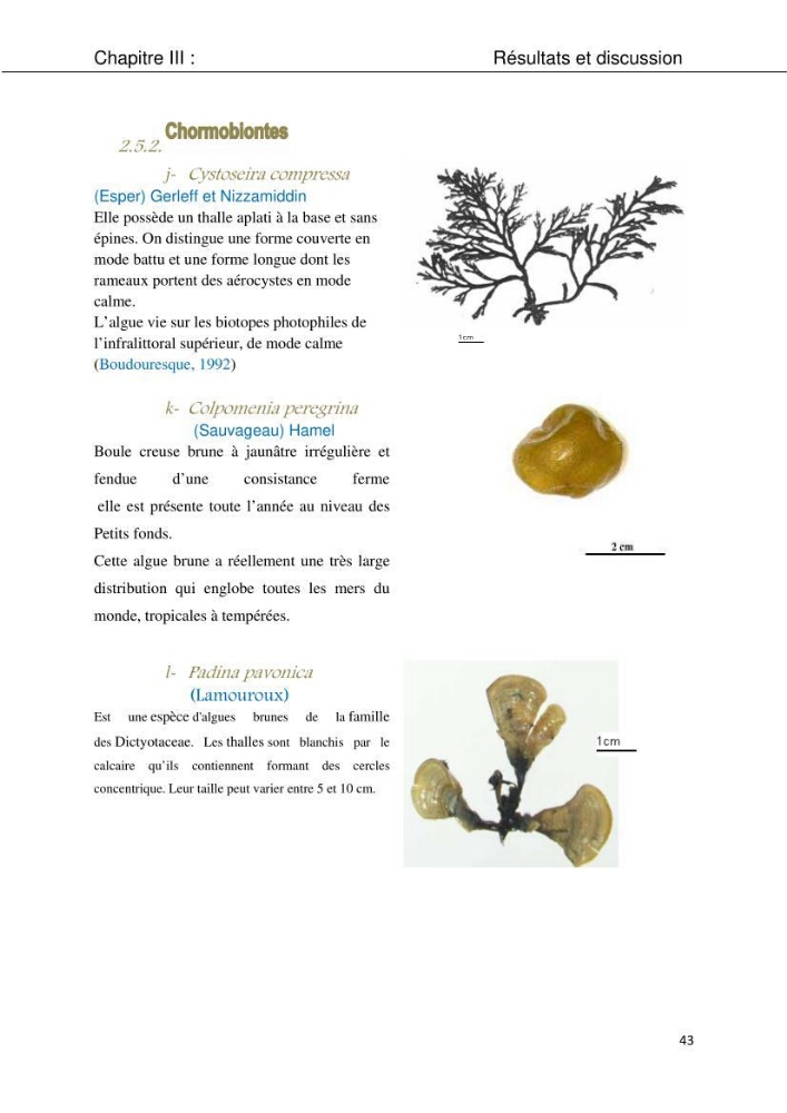 Etude d\'une chlorobionte caulerpale