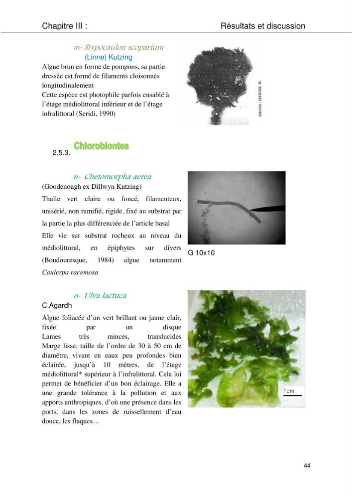 Etude d\'une chlorobionte caulerpale