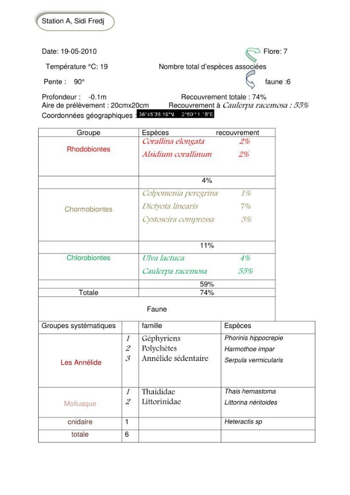 Etude d\'une chlorobionte caulerpale
