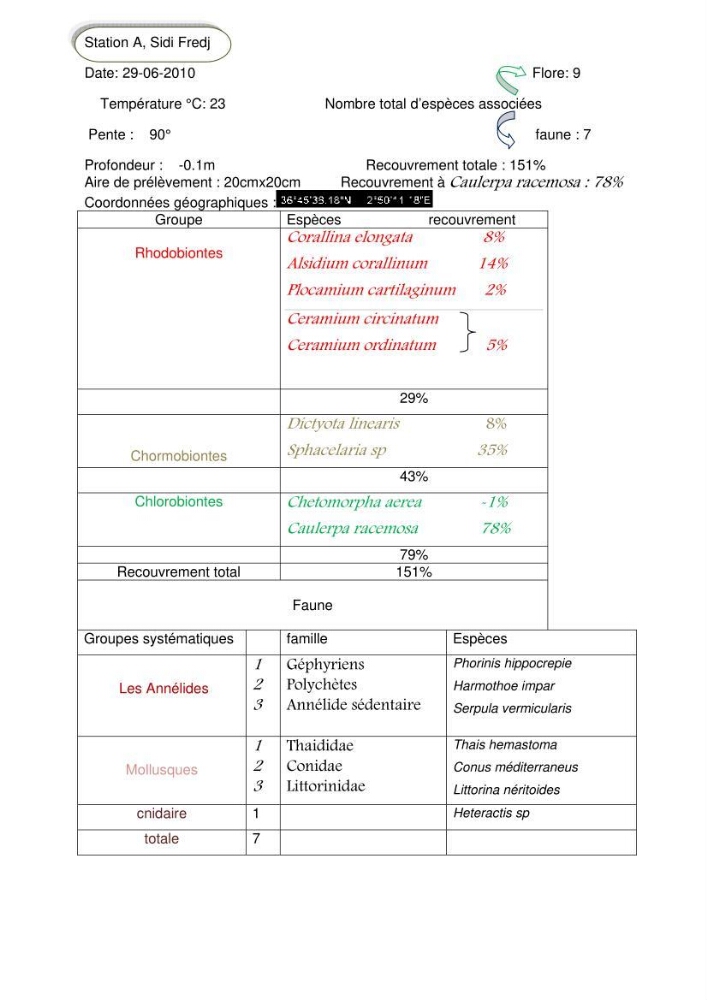 Etude d\'une chlorobionte caulerpale
