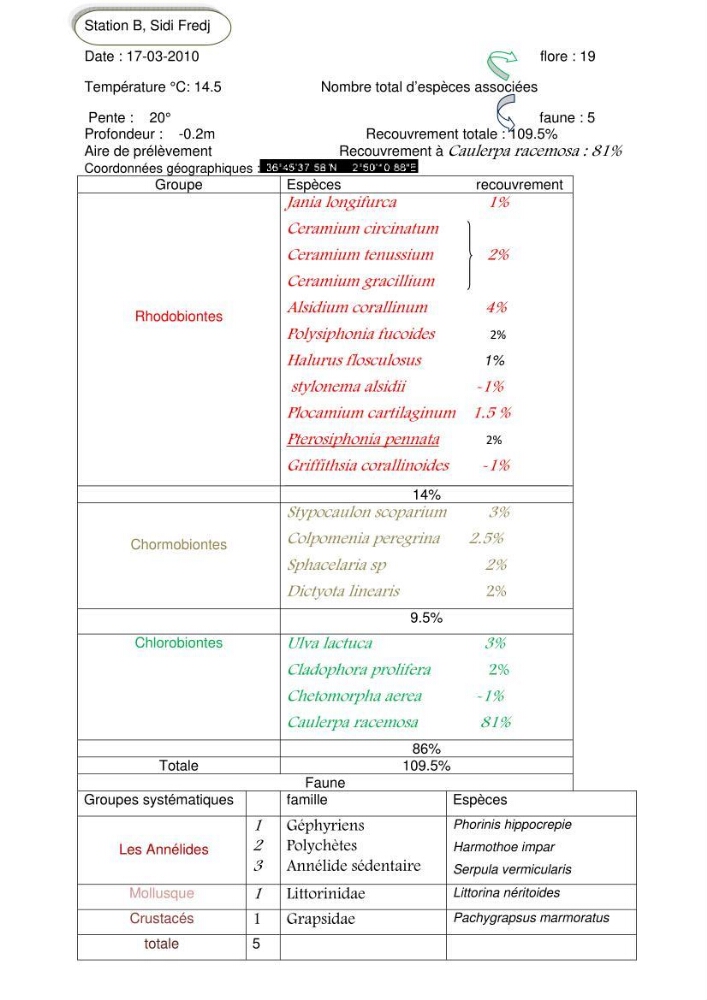 Etude d\'une chlorobionte caulerpale