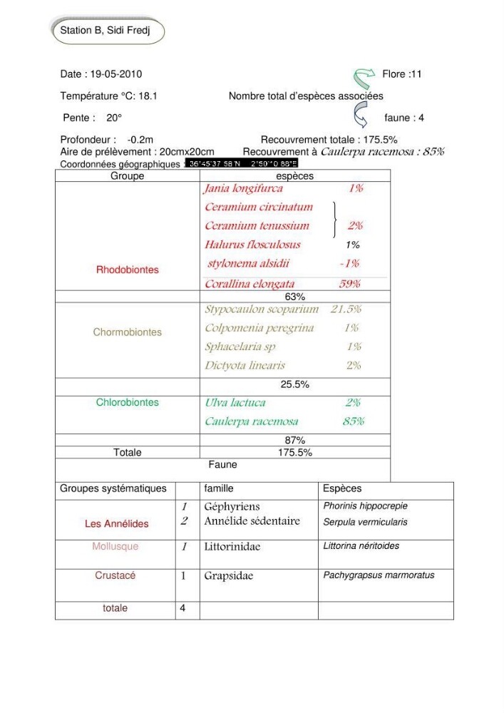 Etude d\'une chlorobionte caulerpale