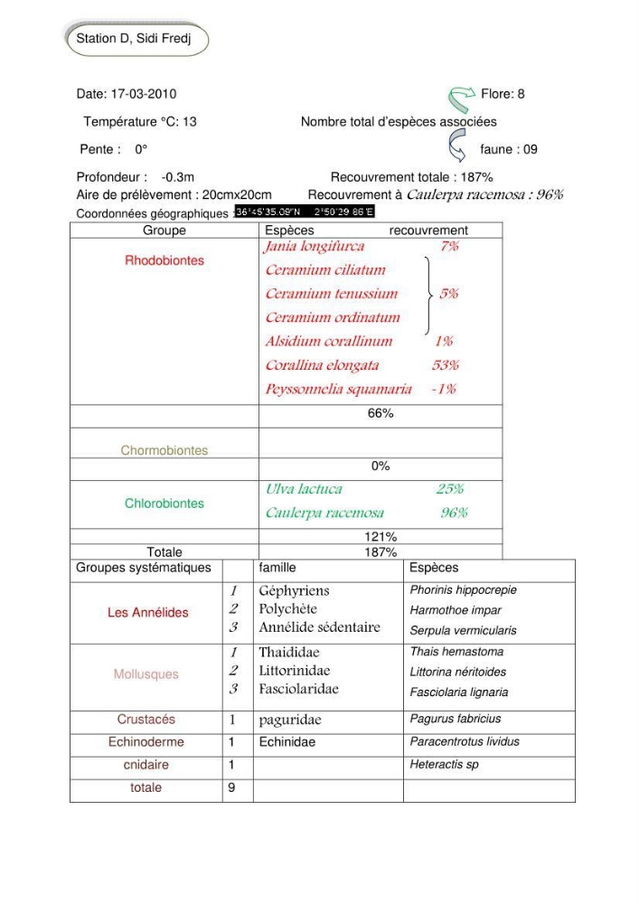 Etude d\'une chlorobionte caulerpale
