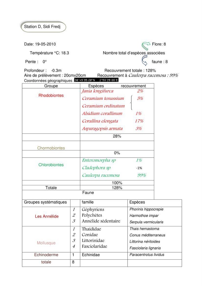 Etude d\'une chlorobionte caulerpale