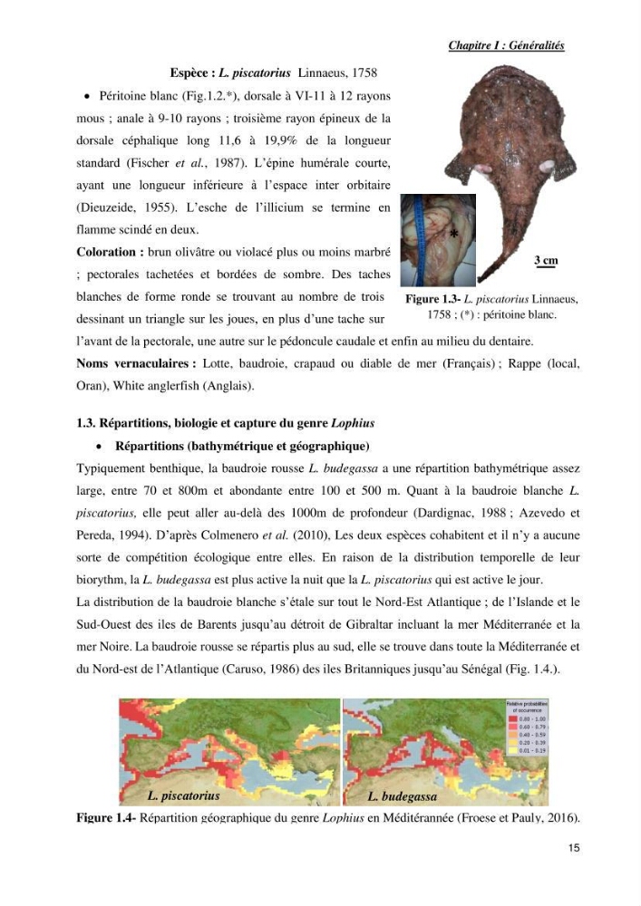 Contribution à la systématique des Lophiidae dans le bassin algerien,croissance et exploitation de la boudroie rouse Lophius budegassa ( Spinola,1807) de la région centre algérienne: