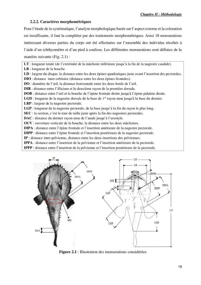 Contribution à la systématique des Lophiidae dans le bassin algerien,croissance et exploitation de la boudroie rouse Lophius budegassa ( Spinola,1807) de la région centre algérienne: