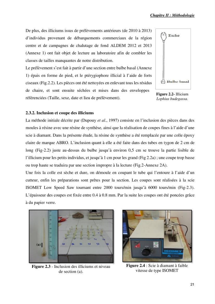 Contribution à la systématique des Lophiidae dans le bassin algerien,croissance et exploitation de la boudroie rouse Lophius budegassa ( Spinola,1807) de la région centre algérienne: