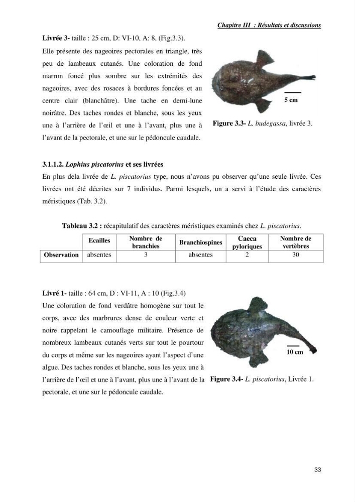 Contribution à la systématique des Lophiidae dans le bassin algerien,croissance et exploitation de la boudroie rouse Lophius budegassa ( Spinola,1807) de la région centre algérienne: