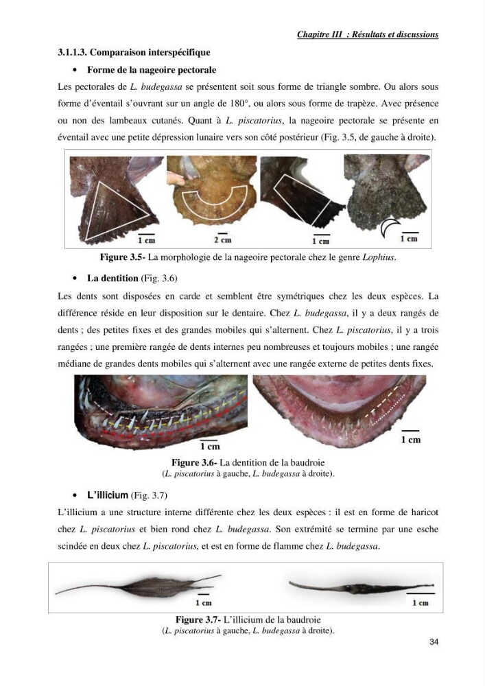 Contribution à la systématique des Lophiidae dans le bassin algerien,croissance et exploitation de la boudroie rouse Lophius budegassa ( Spinola,1807) de la région centre algérienne: