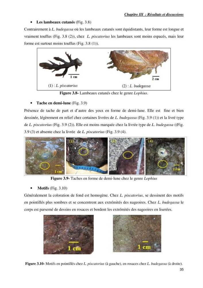 Contribution à la systématique des Lophiidae dans le bassin algerien,croissance et exploitation de la boudroie rouse Lophius budegassa ( Spinola,1807) de la région centre algérienne: