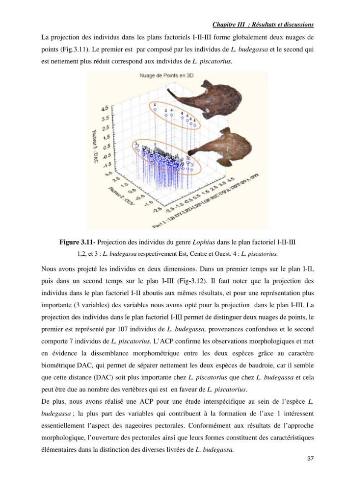 Contribution à la systématique des Lophiidae dans le bassin algerien,croissance et exploitation de la boudroie rouse Lophius budegassa ( Spinola,1807) de la région centre algérienne: