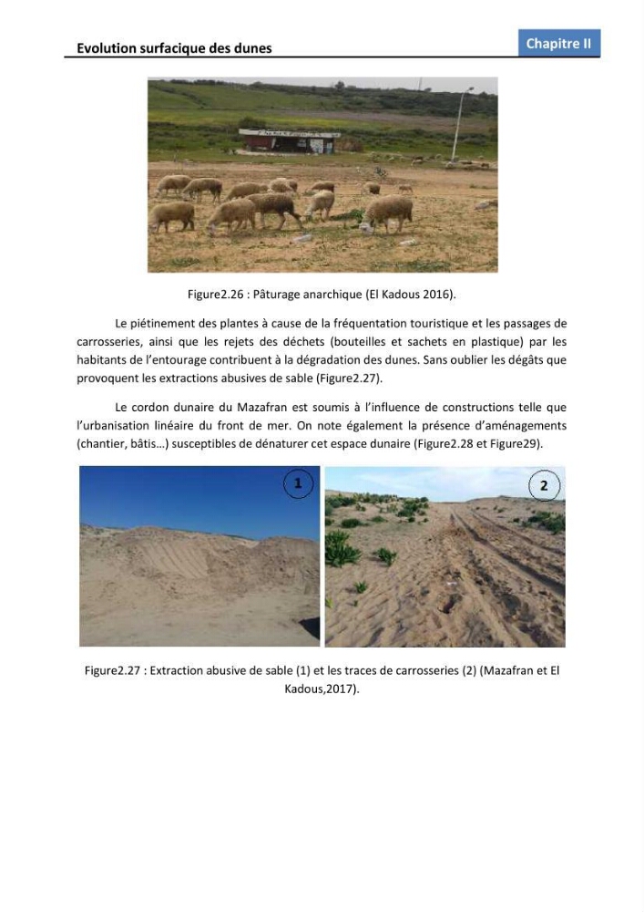 Etude des écosystèmes dunaires algérois : études comparative entre les deux ensembles dunaires du Mazafran et d\'EL Kadous