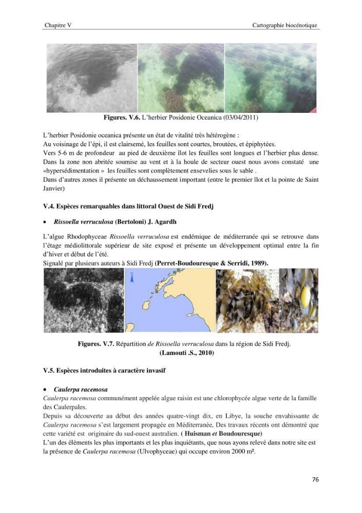Diagnostic et paramètre environnementaux du littoral ouest de Sidi Fredj
