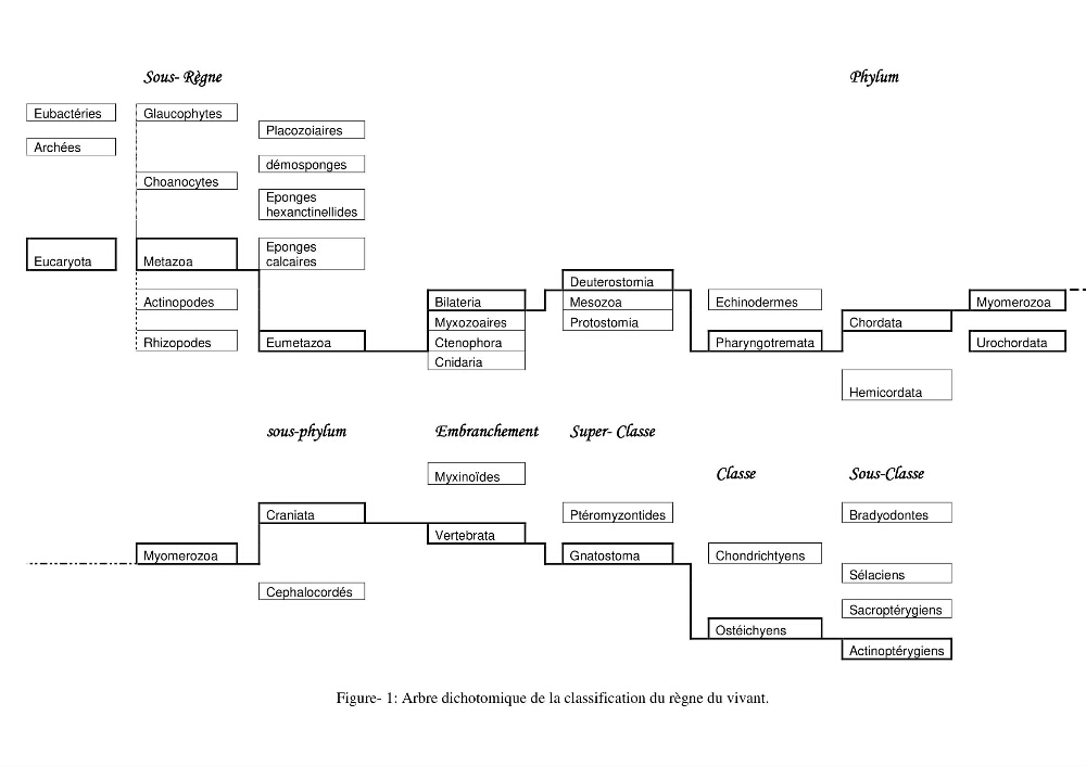 Contribution à la systématique des Triglidae (Osteichthyens, Scrpaeniformes) du bassin Algérien: