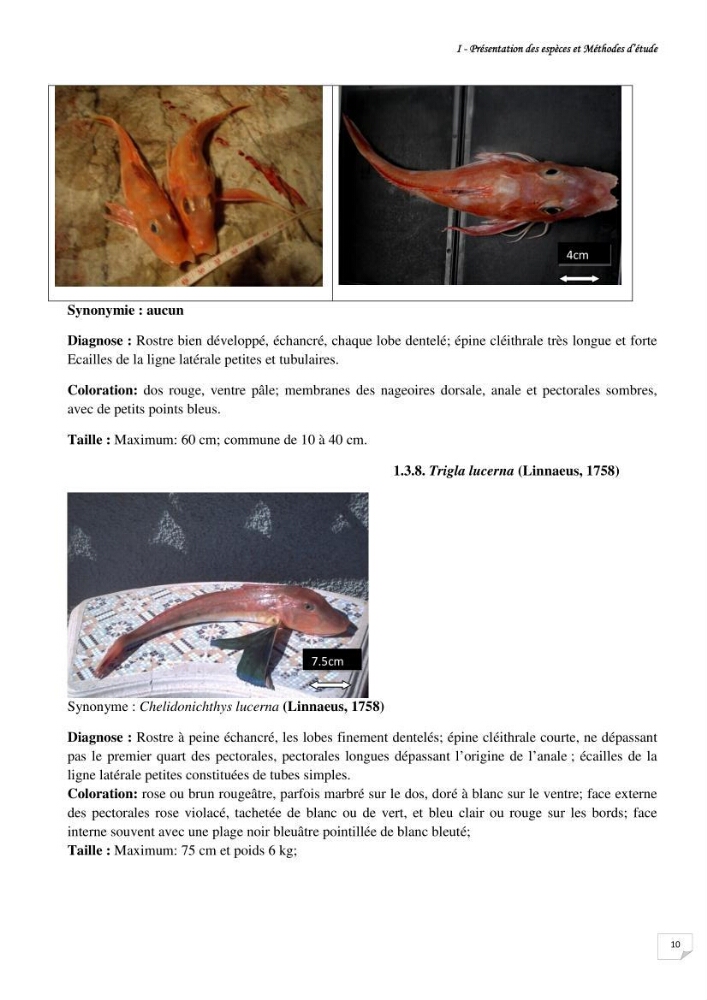 Contribution à la systématique des Triglidae (Osteichthyens, Scrpaeniformes) du bassin Algérien: