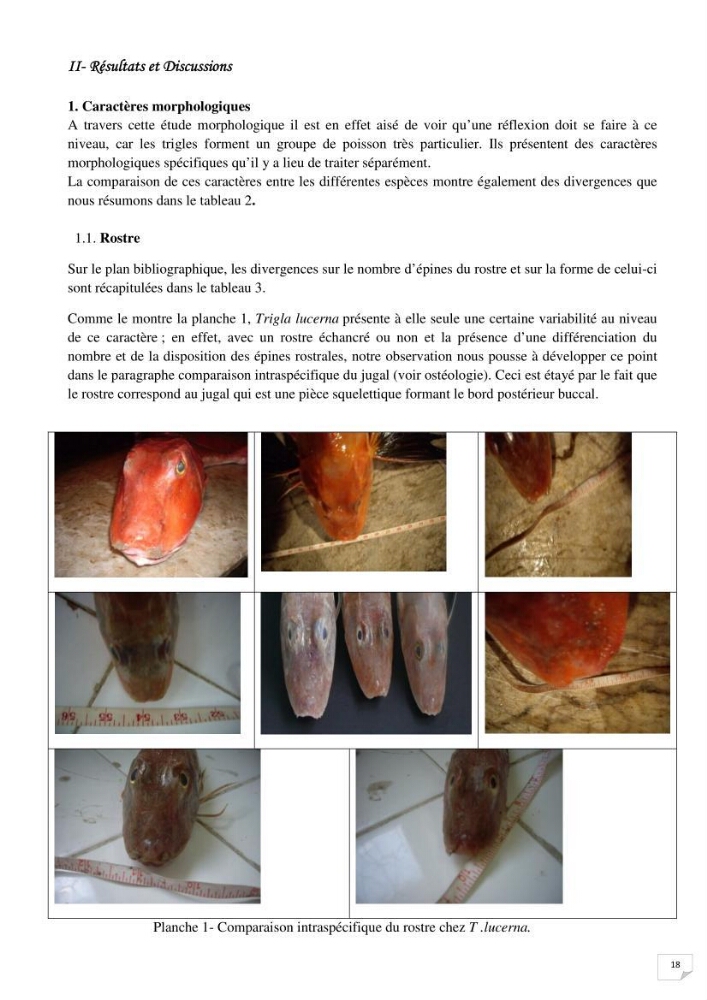 Contribution à la systématique des Triglidae (Osteichthyens, Scrpaeniformes) du bassin Algérien: