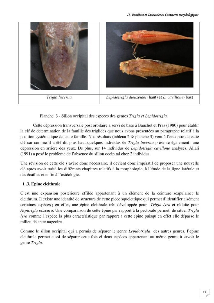 Contribution à la systématique des Triglidae (Osteichthyens, Scrpaeniformes) du bassin Algérien: